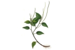 PEPEROMIA-laxiflora.jpg