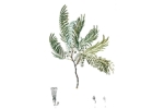 Acacia-peregrina-Willd.jpg