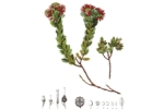 GAYLUSSACIA-buxifolia.jpg