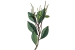 PEPEROMIA-talinifolia.jpg