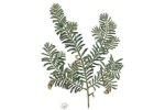 PODOCARPUS-taxifolia.jpg
