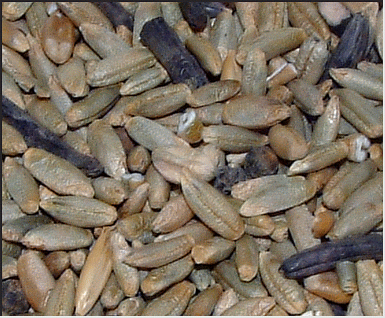 Mutterkorn