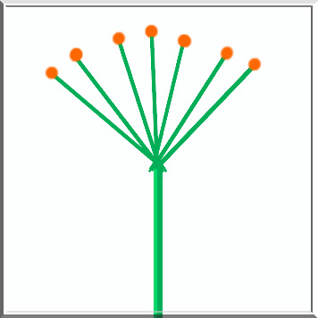 Doldenschema