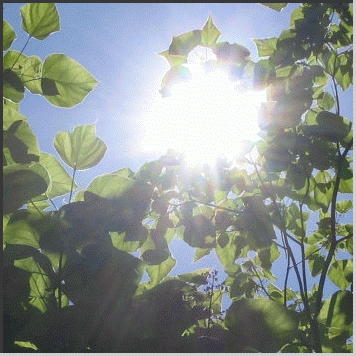Sonnen-Gegenlicht